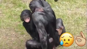 Mulher fazendo sexo com macaco