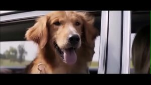 Filme pornô com cachorro